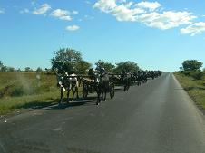 Caravanne de charettes sur la RN4